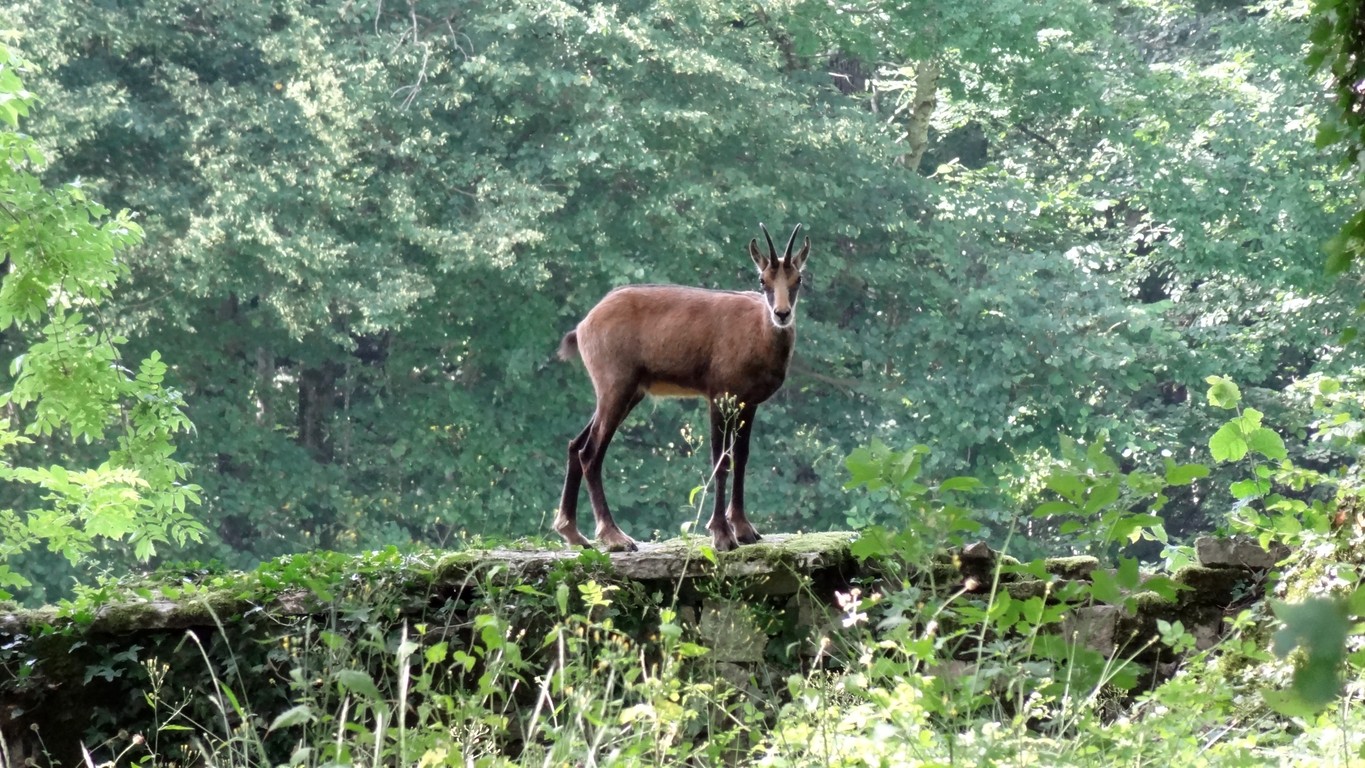 chamois coldres